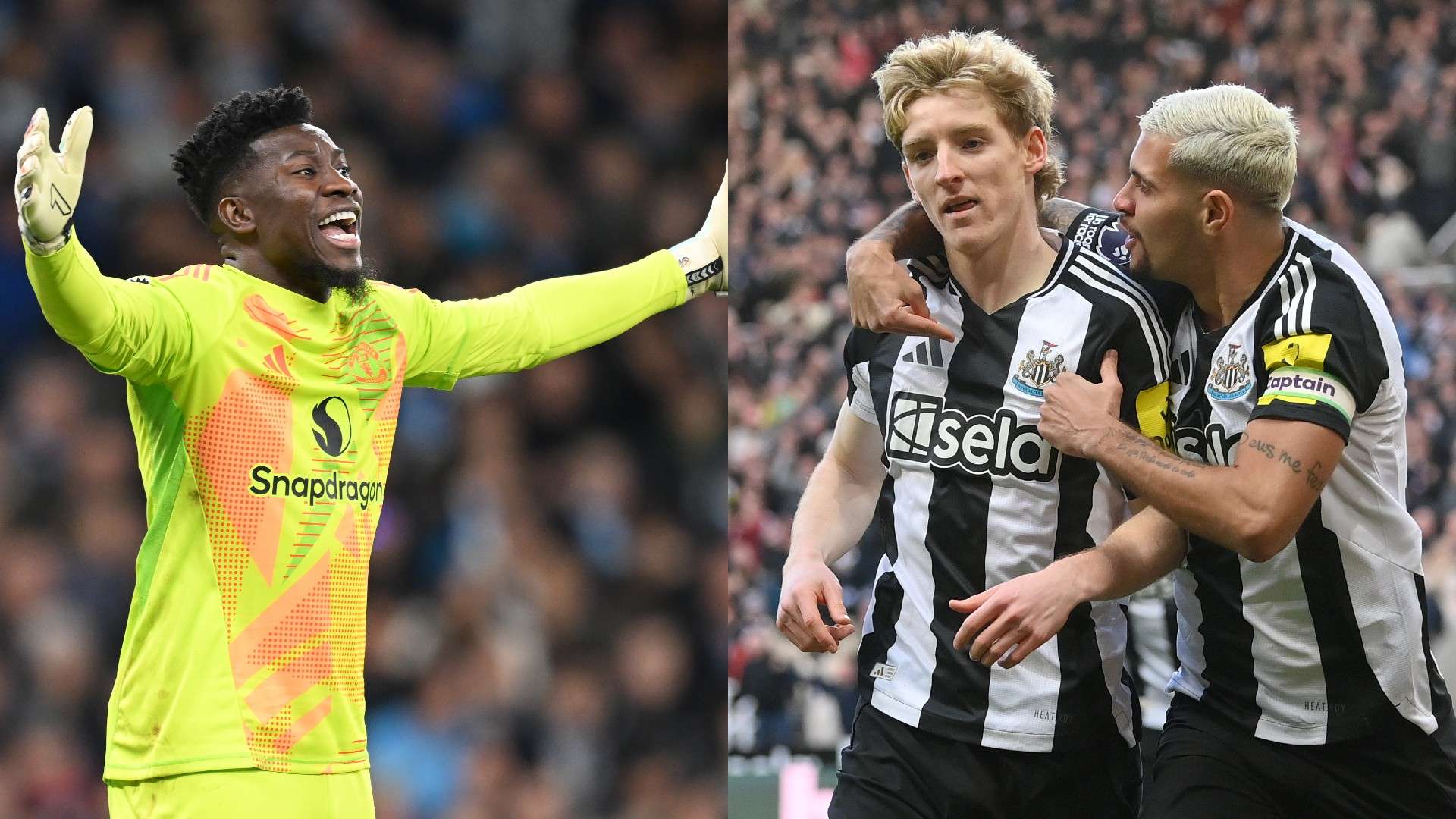 和观赏性 和观赏性